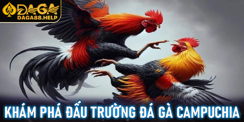 Khám phá đấu trường đá gà Campuchia