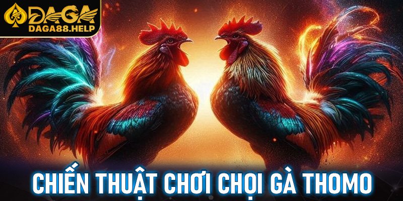 Chiến thuật chơi chọi gà Thomo gia tăng tỷ lệ thắng lớn