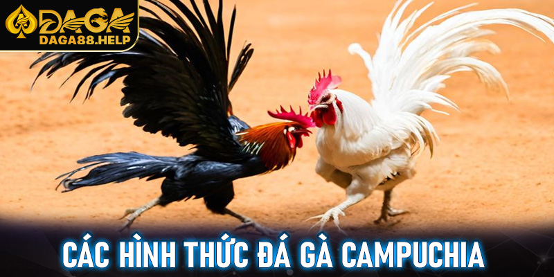 Các hình thức đá gà Campuchia đang được yêu thích nhất